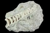 Spathacalymene Trilobite With Crystal Cephalopod (Composite) #120105-4